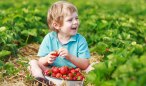 strawberry-picking-gta-guide