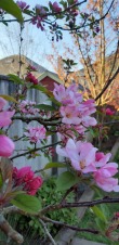 Blossoms in my garden