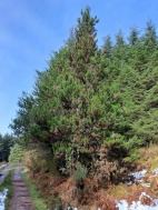 Maritime pine heals "I want to feel better"